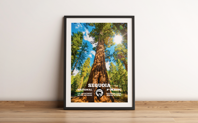 Sequoia Forest Print Poster