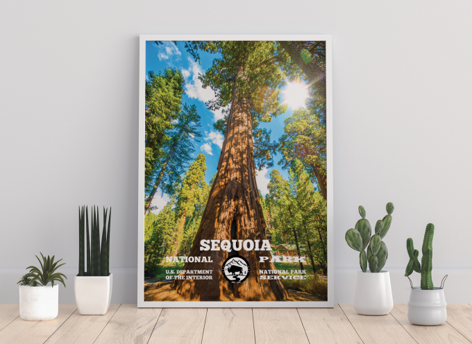 Sequoia Forest Print Poster