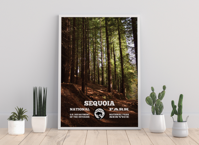 Sequoia Forest Print Poster